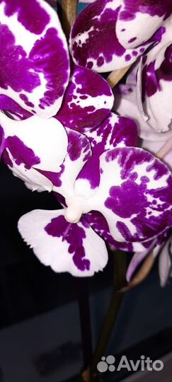Орхидея фаленопсис