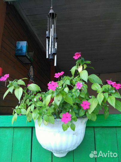 Цветы: герань, бальзамин, колеус