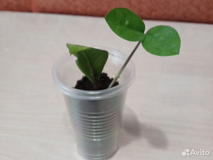 Замиокулькас