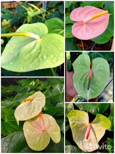 Антуриум. Тай