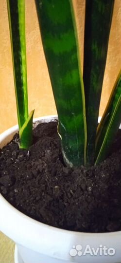 Сансевиерия