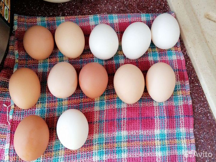 Домашние куриные яйца