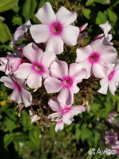 Флоксы многолетние сортовые