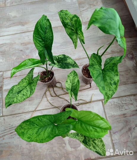 Сингониумы из частной коллекции