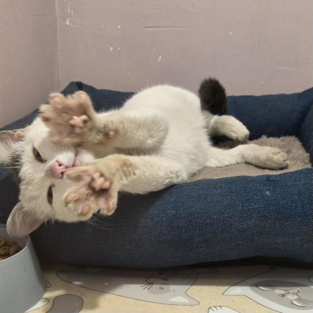 Котёнок в добрые руки