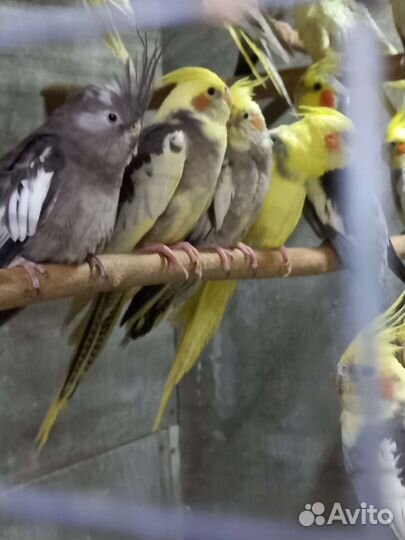 Ожереловые попугаи(птенцы)