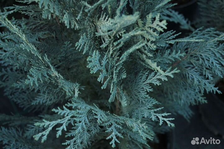 Кипарисовик лавсона