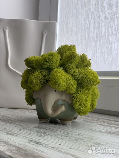 Кашпо со стабилизированным мхом «Слоник»