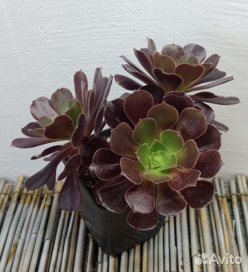 Эониумы золотистые оттенки NEW 09.09