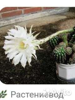 Кактус эхинопсис. молочай пальма