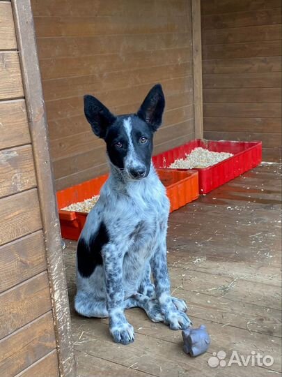 Щенок помесь курцхаара