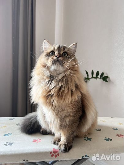 Шотландский золотой кот вязка