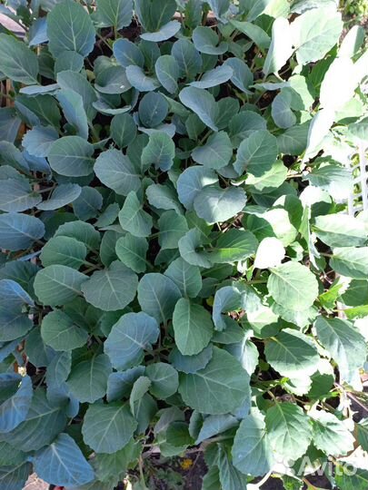 Капуста мегатон