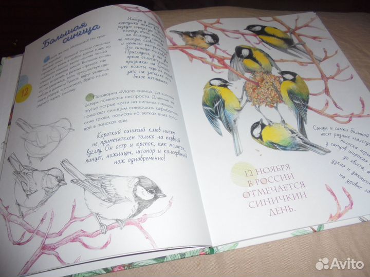 Птицы в городе Н.Габеева Аванта 2022