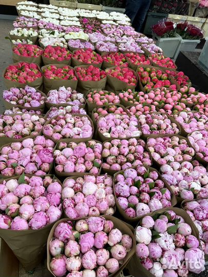 Пионы оптом