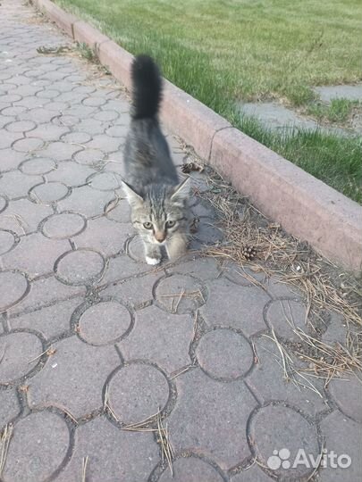 Отдаю кошку