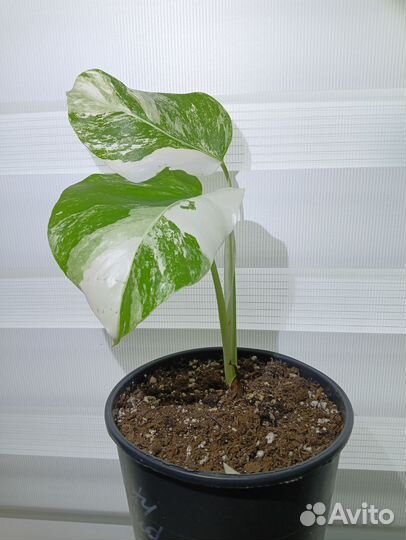 Монстера Альба