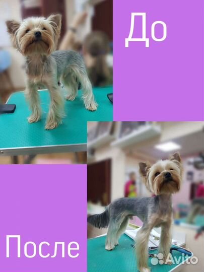 Стрижка собак и кошек, груминг