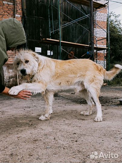 Большой и красивый кобель- бородач