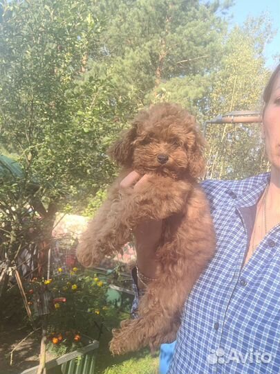 Мини пудель парень