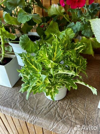 Комнатные цветы, герань, колеус, традесканция