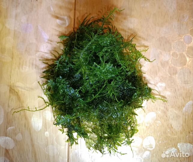 Аквариумные растения