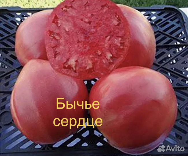 Рассада томаты
