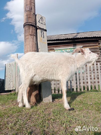 Продаю козла