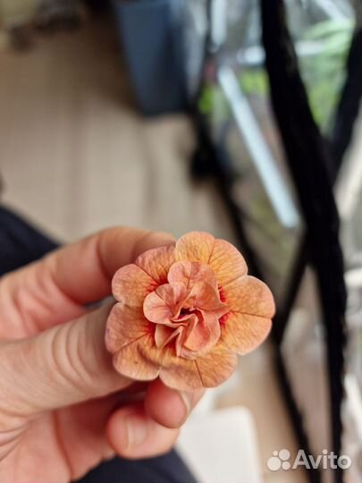 Вегетативные черенки