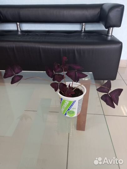 Кислица (оксалис)