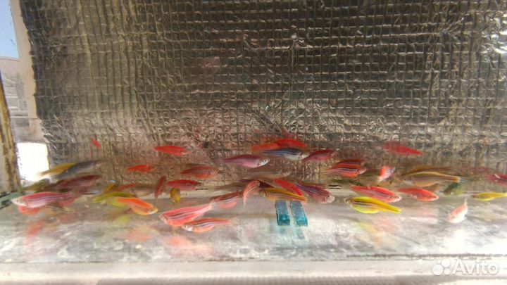 Аквариумные рыбки