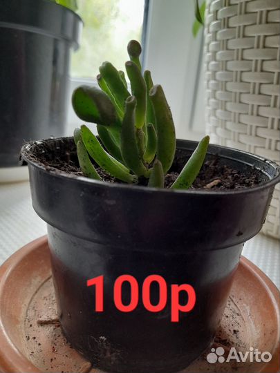 Крассула хоббит(коралл)