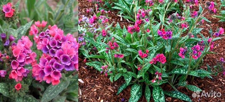 Медуница распберри сплэш