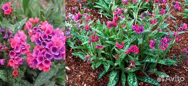 Медуница распберри сплэш