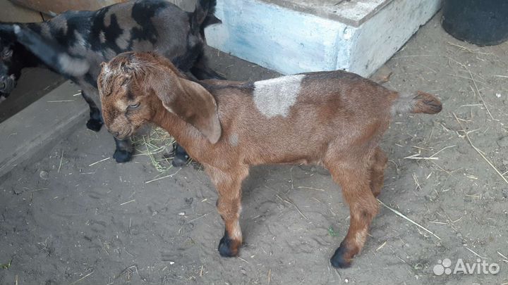 Англо- нубийские козы породистые 100