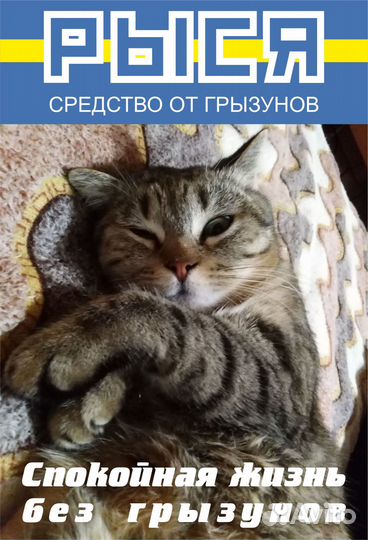 Скотиш страйд