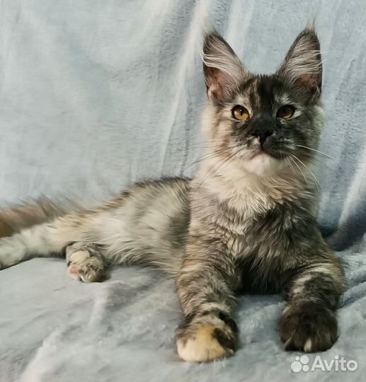 Мейн-кун девочки