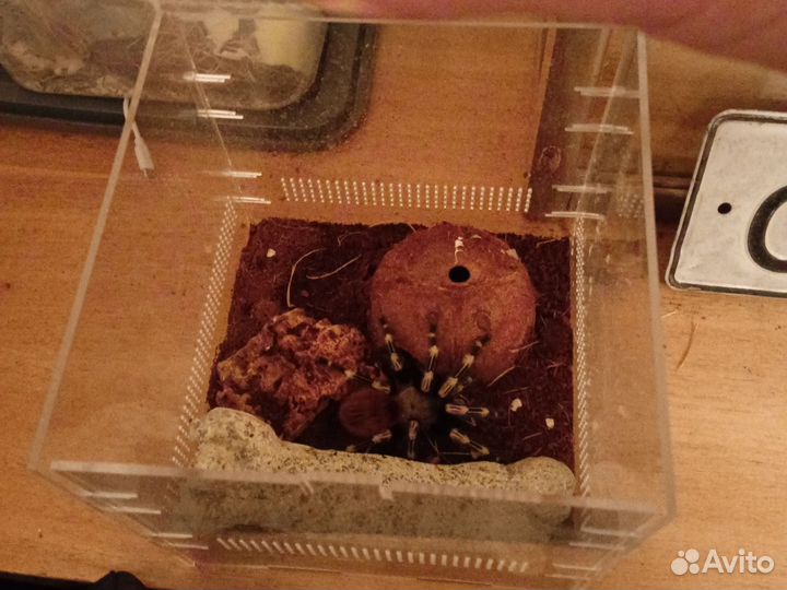 Паук птицеед