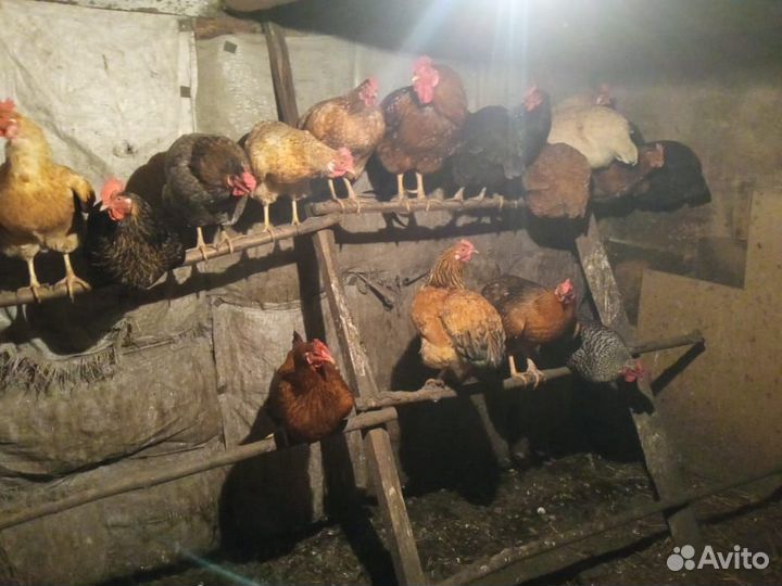 Куры несушки