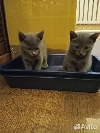 Котята в добрые руки мальчики