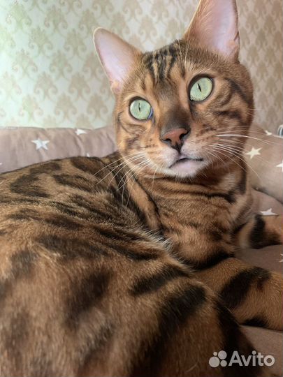 Бенгальский кот в добрые руки