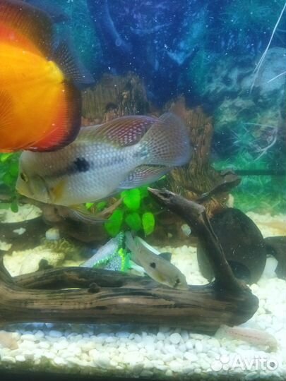 Геофагус бразильский