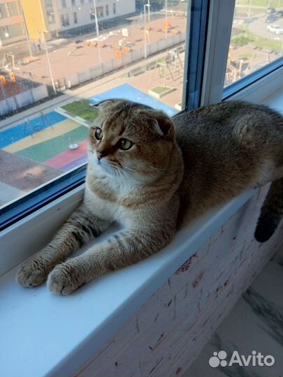 Шотландский кот вязка. Окрас золотая шиншилла