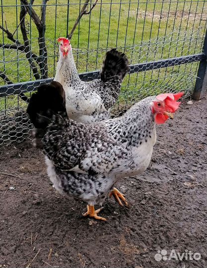 Инкубационное яйцо