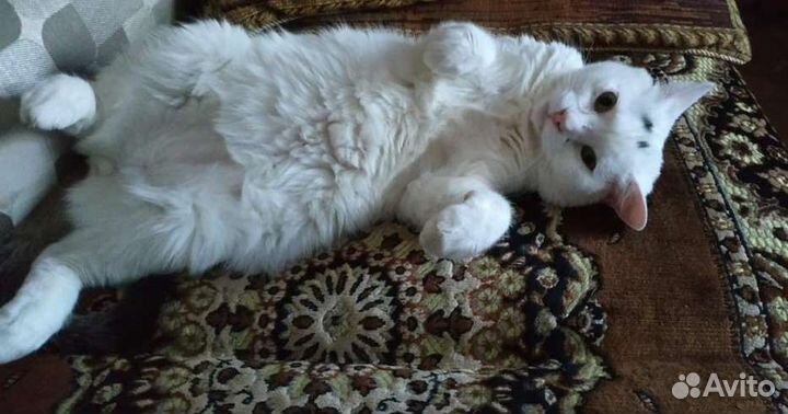 Передержка кошек