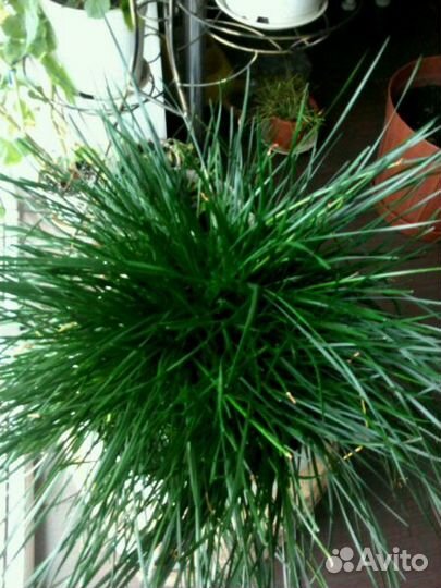 Зефирантес (выскочка)