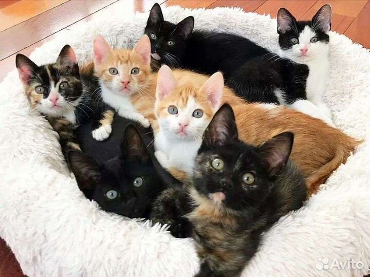 Котята в добрые руки, в дар