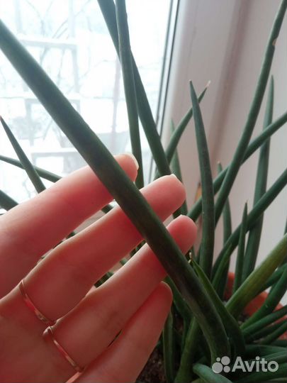 Сансевиерия цилиндрика (спагетти)