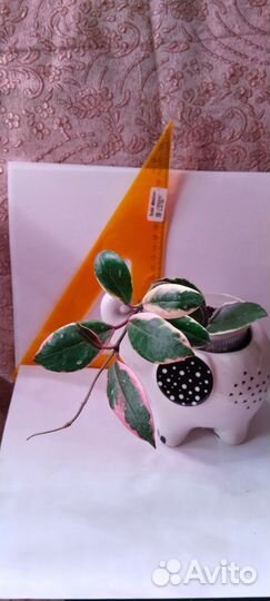 Домашние растения цветы