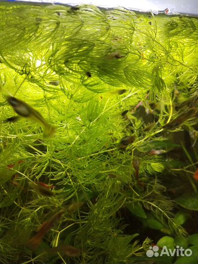 Аквариумные растения Криптокорина, Роголистник